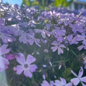 Meet your Posher, Camille